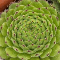 Sempervivum - Dachwurz - Hauswurz